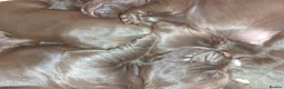 Sprocker dogs for sale: F1 sprocker puppies - Advert 3