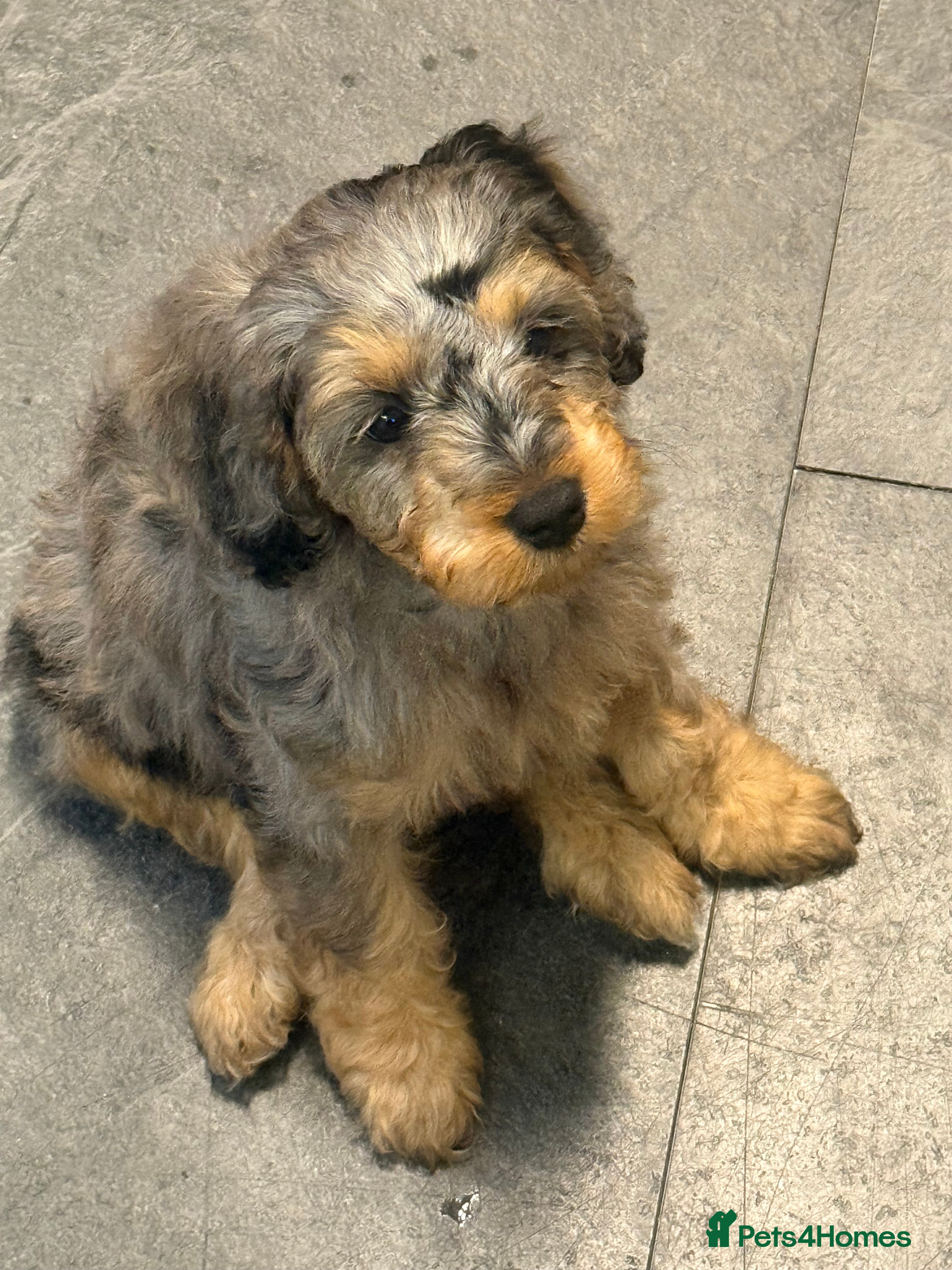 Mixed Breed dogs  🐾 READY NOW 13 Weeks Cavapoochon Puppies 🐾 - Advert 4