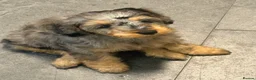 Mixed Breed dogs for sale:  🐾 READY NOW - Cavapoochon Puppies 🐾 - Advert 25