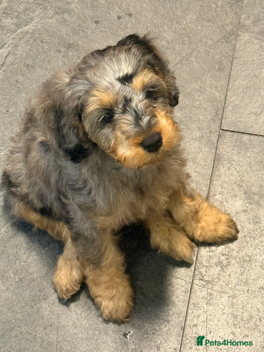 Mixed Breed dogs for sale:  🐾 READY NOW 13 Weeks Cavapoochon Puppies 🐾 - Advert 2