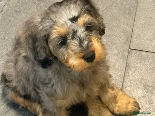 Mixed Breed dogs 🐾 READY NOW 13 Weeks Cavapoochon Puppies 🐾 - Advert 4