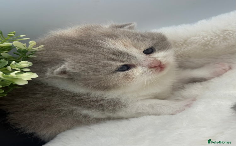 British Shorthair cats - Advert 6