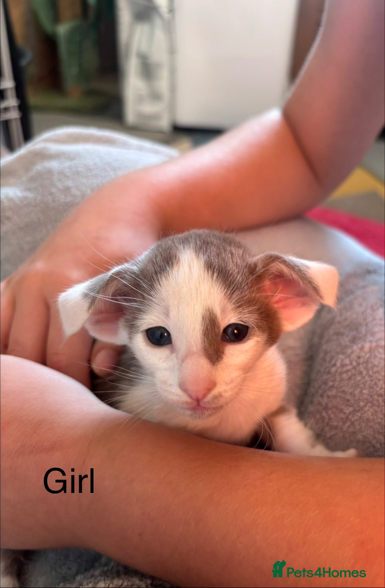 Oriental cats ✨Gorgeous Oriental Shorthair Kittens  - Advert 1