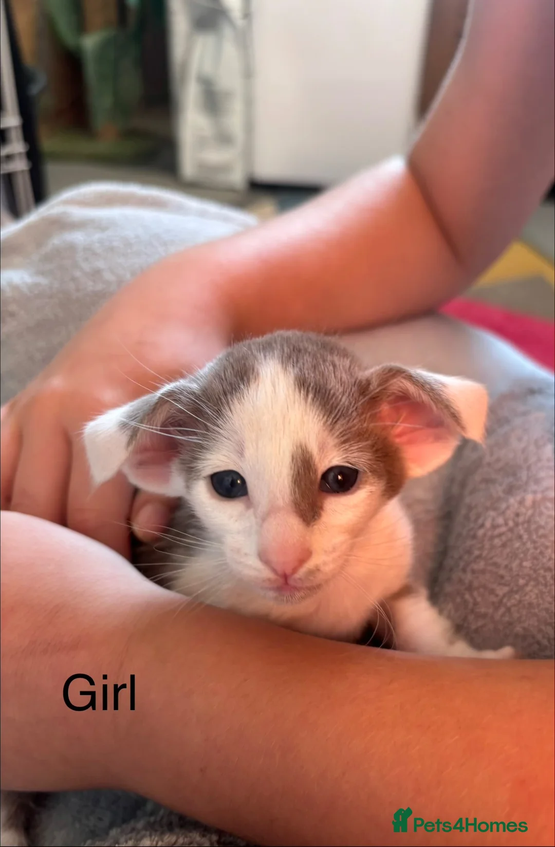 Oriental cats for sale: ✨Gorgeous Oriental Shorthair Kittens  - Advert 1