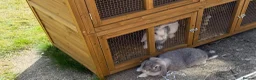 Dwarf Lop rabbits for sale: Dwarf Lop Baby Bunnies  in Guisborough - Advert 10