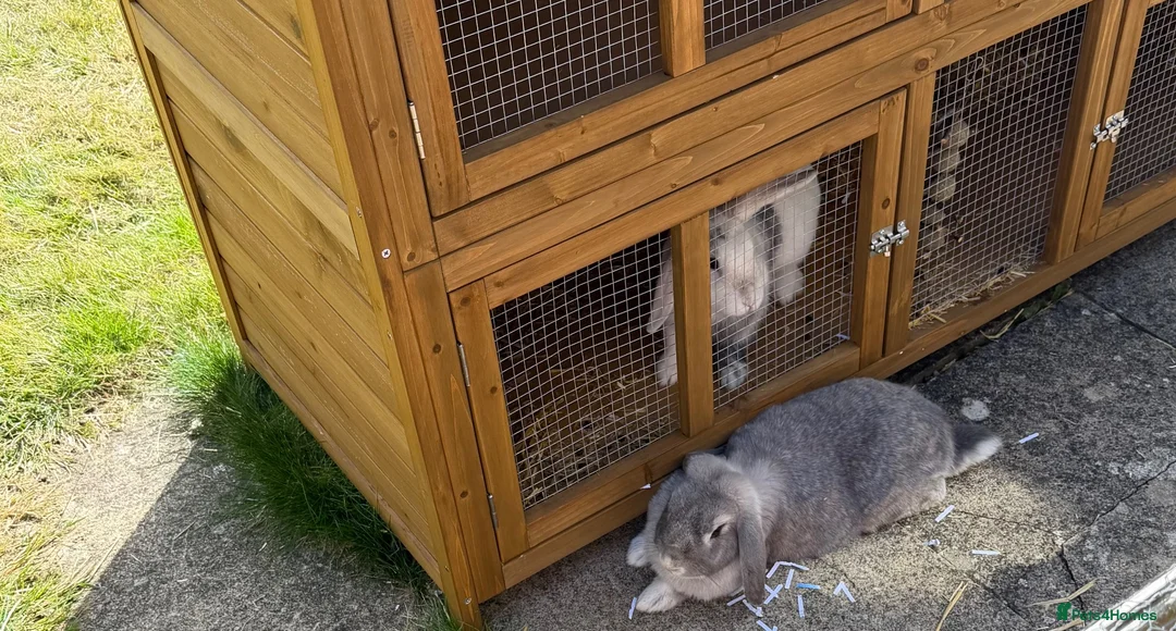 Dwarf Lop rabbits for sale: Dwarf Lop Baby Bunnies  in Guisborough - Advert 10