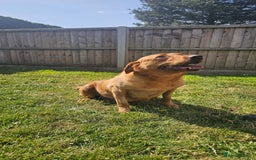Labrador Retriever dogs for sale: Darkest Fox Red Labrador Puppies  - Image 24