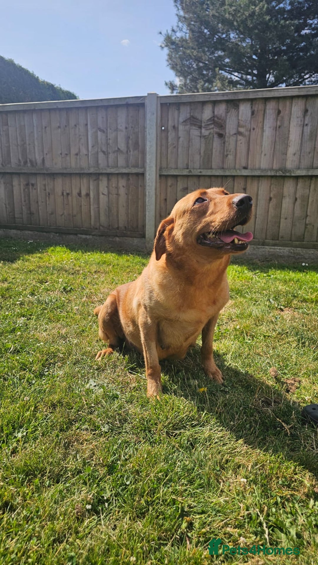 Labrador Retriever dogs for sale: Darkest Fox Red Labrador Puppies  - Image 24