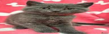 British Shorthair 1