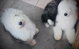 Old English Sheepdog dogs for sale: Old English Sheepdog pups due September  - Image 6