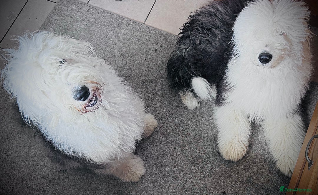 Old English Sheepdog dogs for sale: Old English Sheepdog pups due September  - Image 6