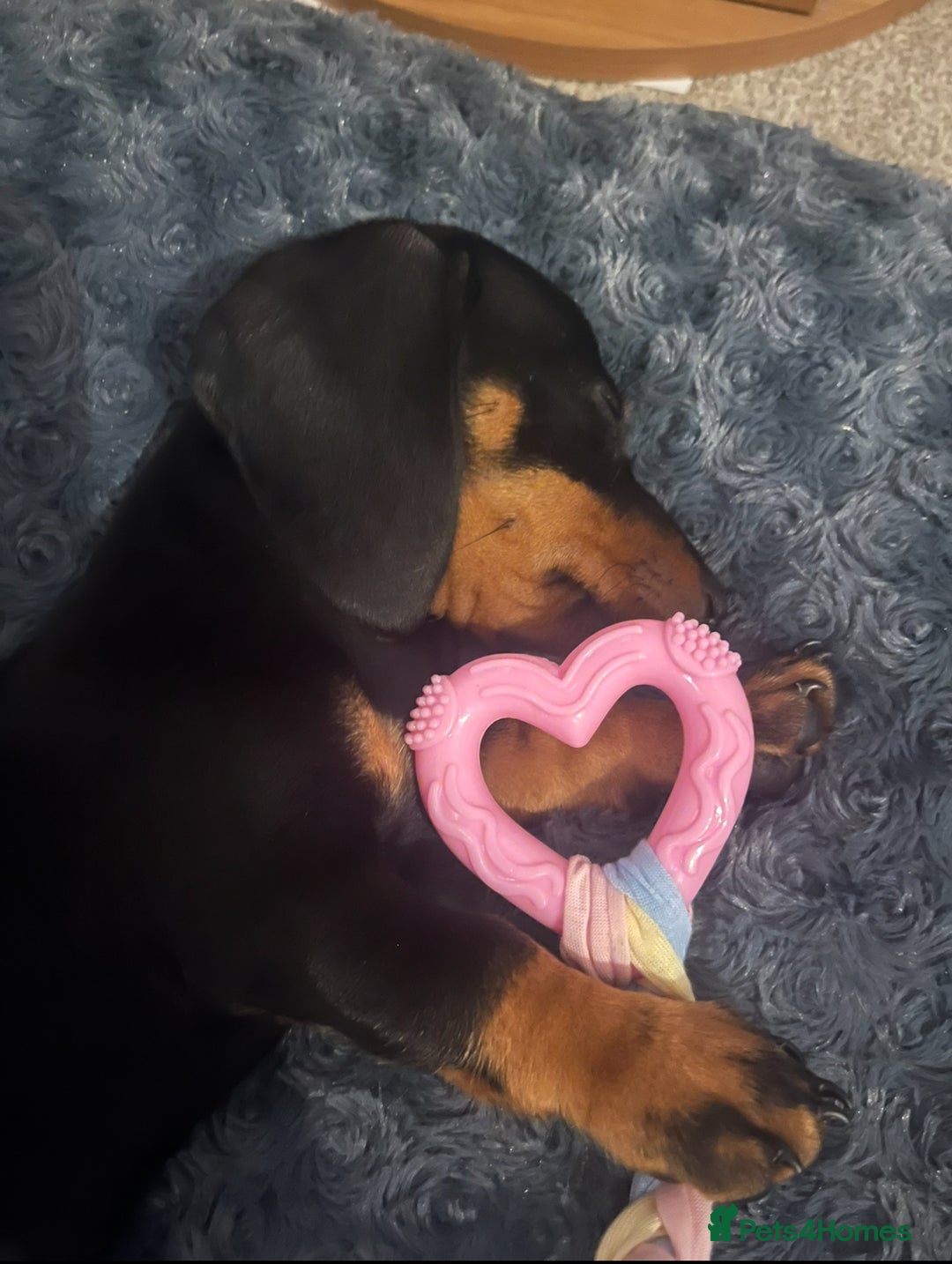 Dachshund dogs for sale: Mini dachshund  - Image 4