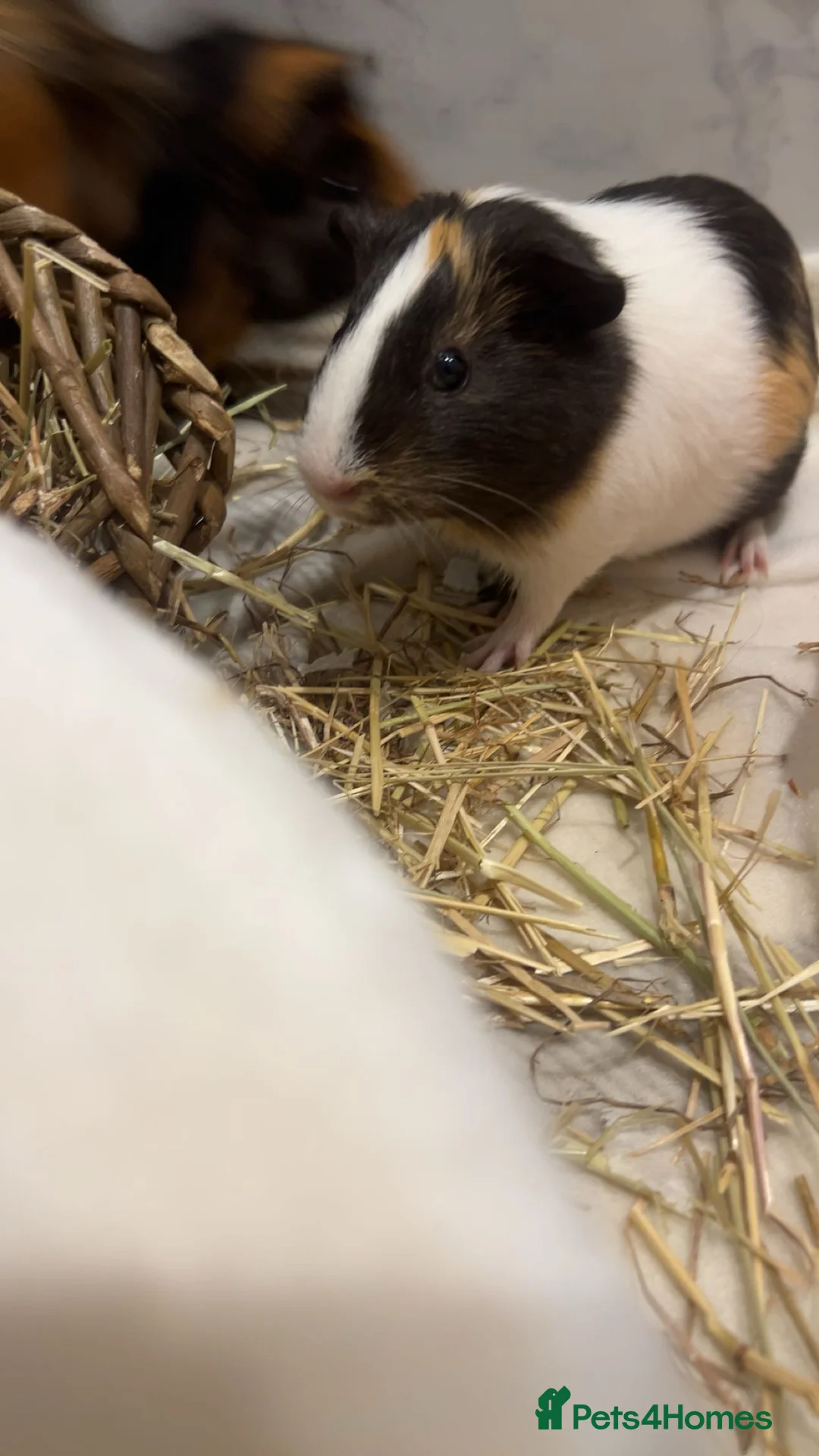 Guinea Pig rodents for sale: piglet and roo in London - Advert 2