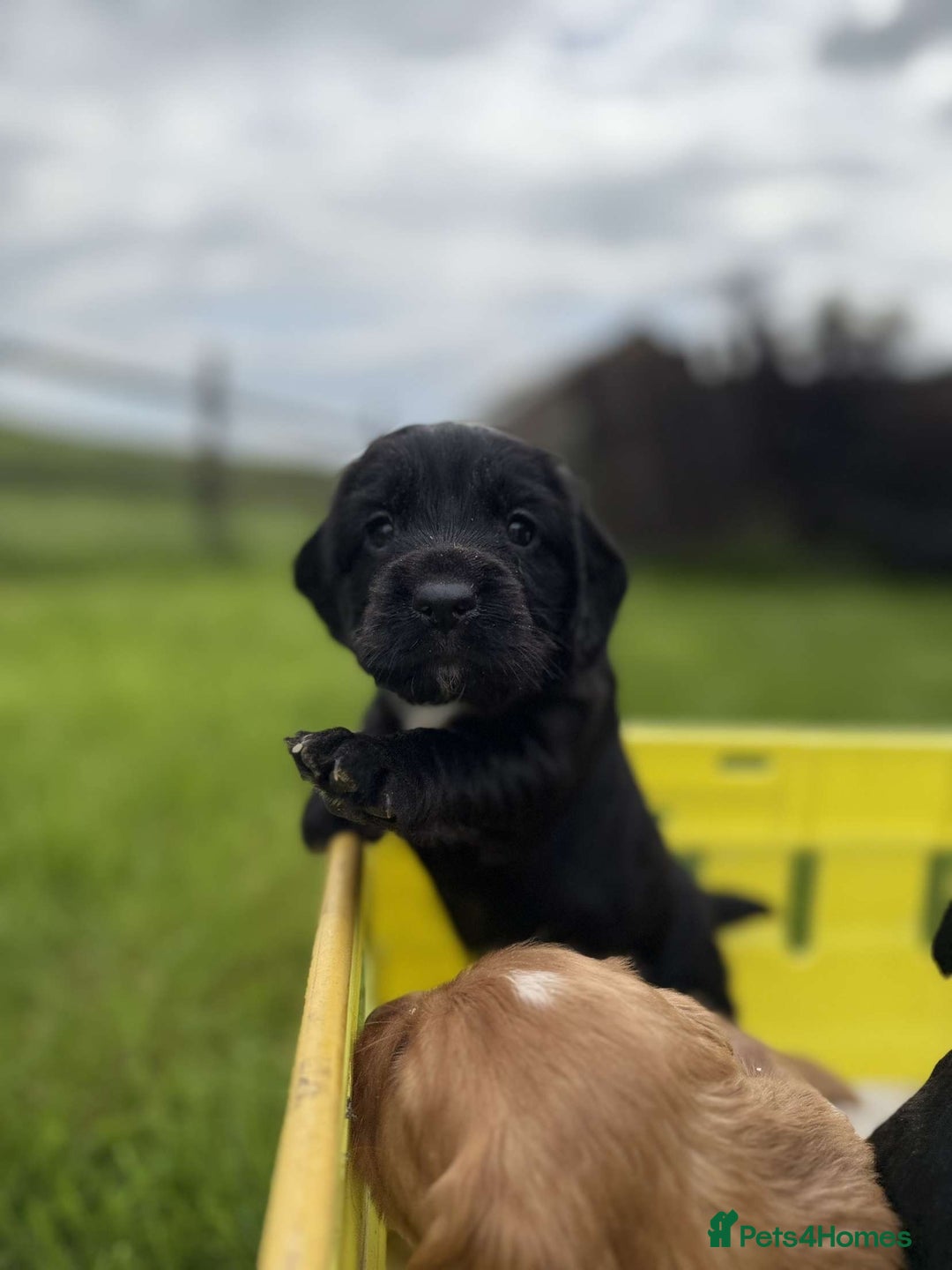 Cocker Spaniel dogs for sale: Kc reg working cocker spaniel pups - Image 15