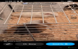 Guinea Pig rodents for sale: 3 males for rehome - Image 4