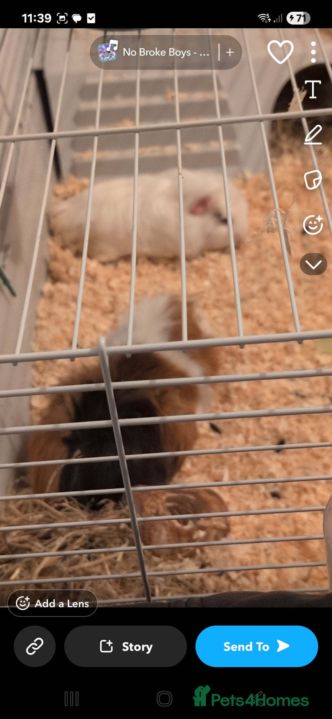Guinea Pig rodents for sale: 3 males for rehome - Image 4