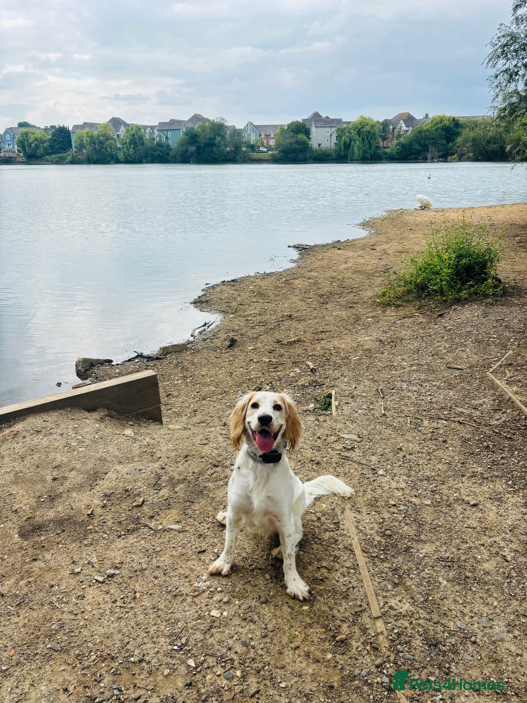 Cocker Spaniel dogs for sale: Adorable cocker spaniel  - Advert 2
