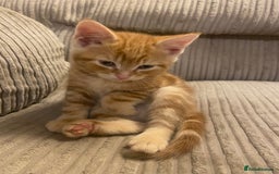 Mixed Breed cats for sale: Ginger male kittens  - Image 1