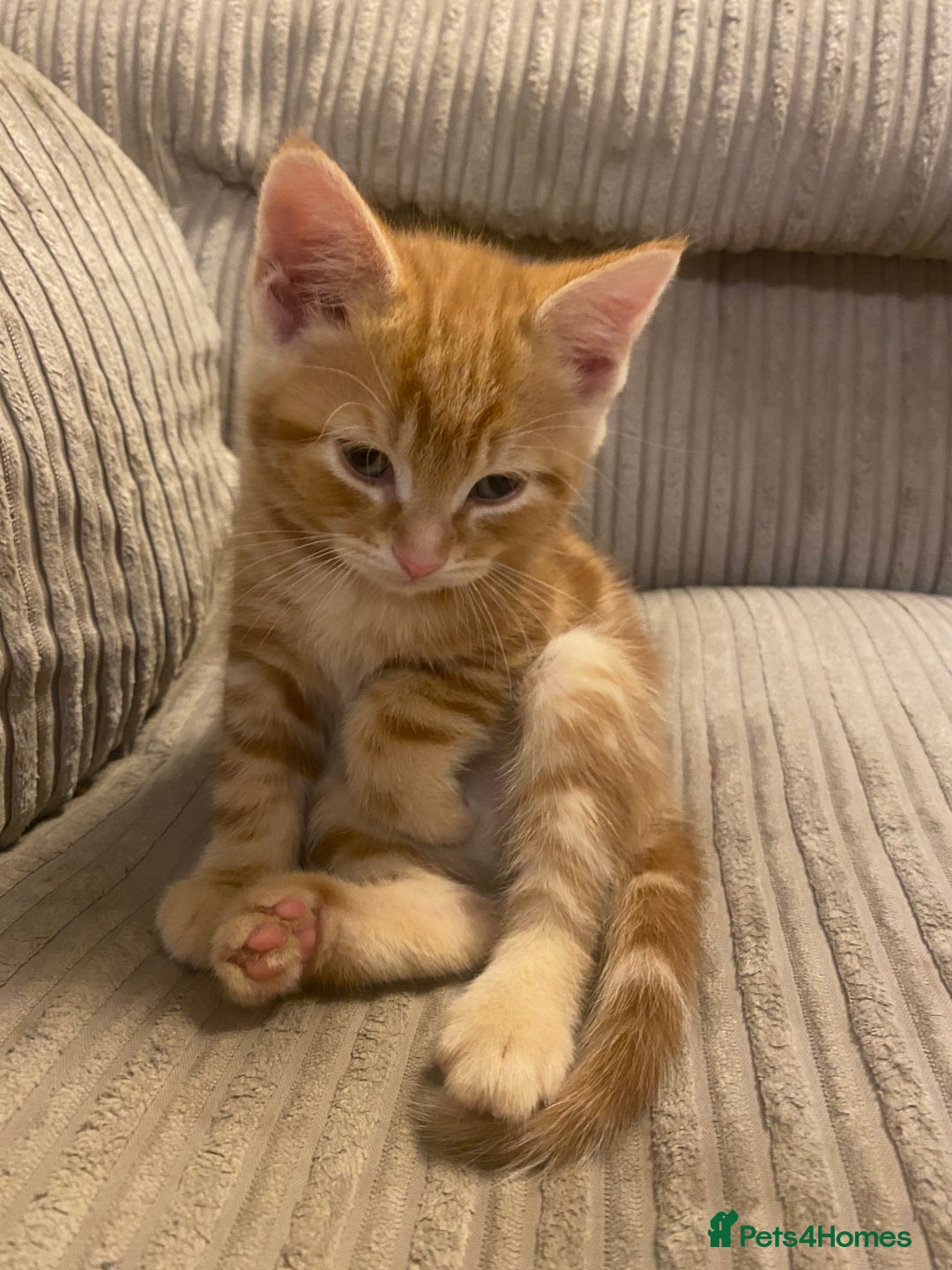 Mixed Breed cats for sale: Ginger male kittens  - Image 1