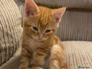 Mixed Breed cats - Advert 12