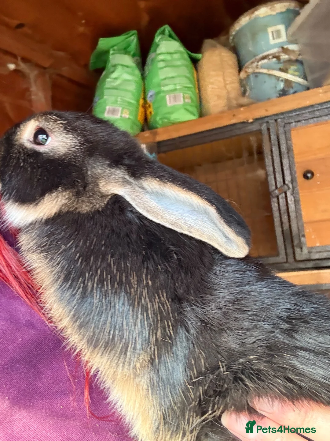 Mixed Breed rabbits for sale: Mixed Rex rabbits for sale  - Advert 3