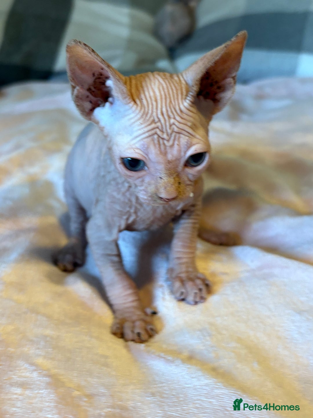 Sphynx cats for sale: Beautiful Sphynx kittens  - Image 5