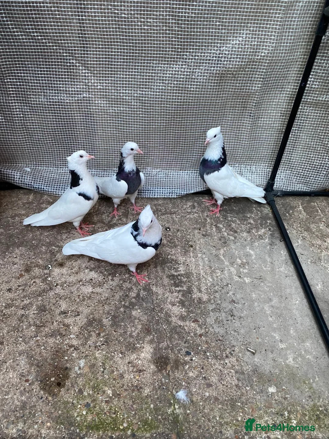 Pigeons birds for sale: Iranian pigeons  - Advert 1