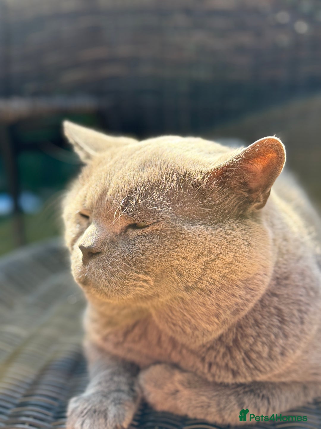 British Shorthair cats for stud: GCCF Active Registered Blue British Shorthair in Bristol - Advert 2