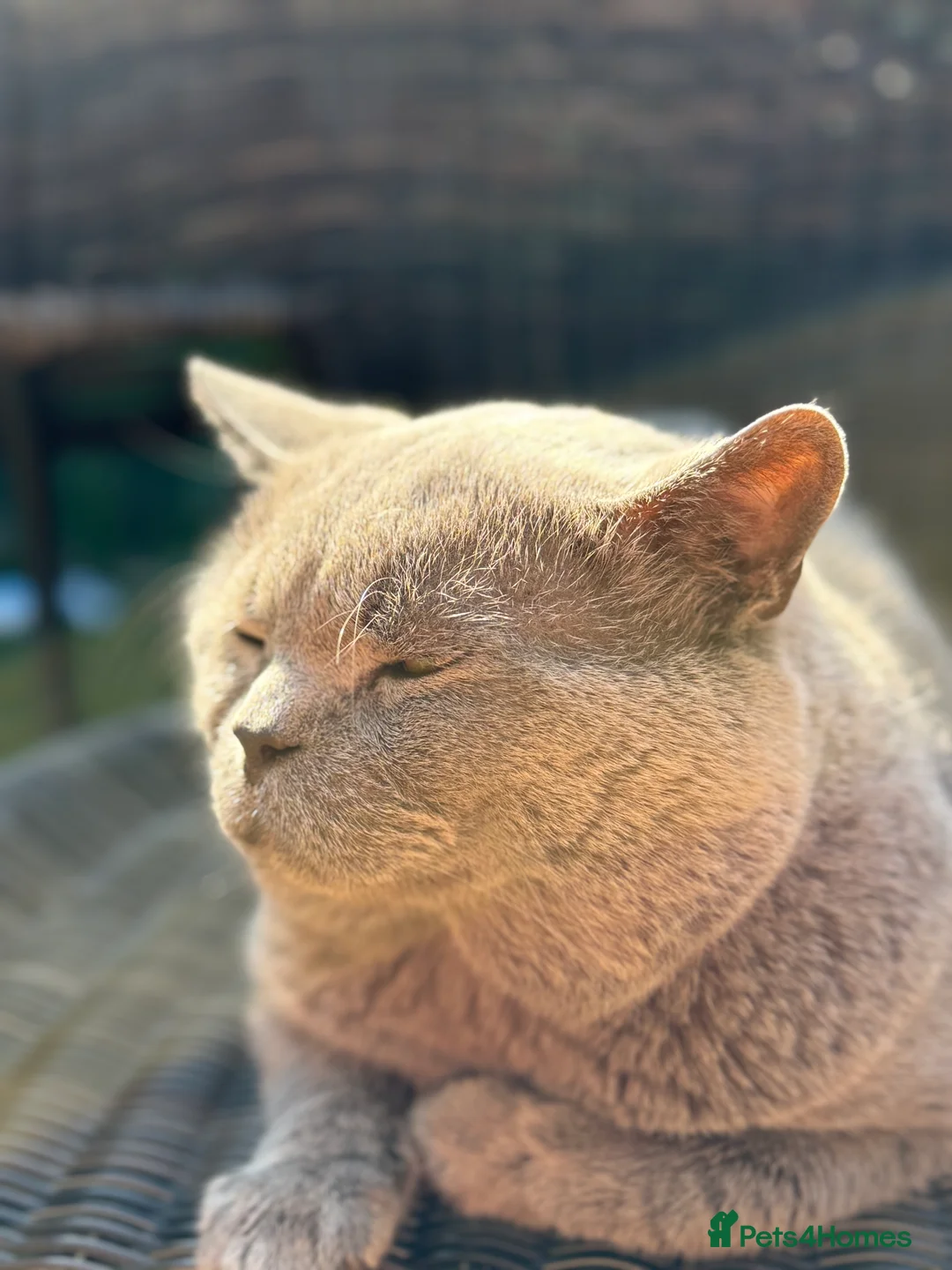 British Shorthair cats for stud: GCCF Active Registered Blue British Shorthair in Bristol - Advert 2