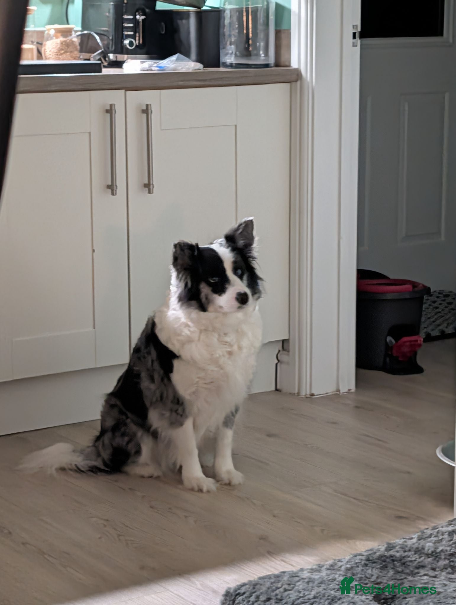 Border Collie dogs Mother is KC registered Dad is pure bred  - Advert 1