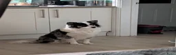 Border Collie dogs for sale: Mother is KC registered Dad is pure bred  in Ashbourne - Advert 1