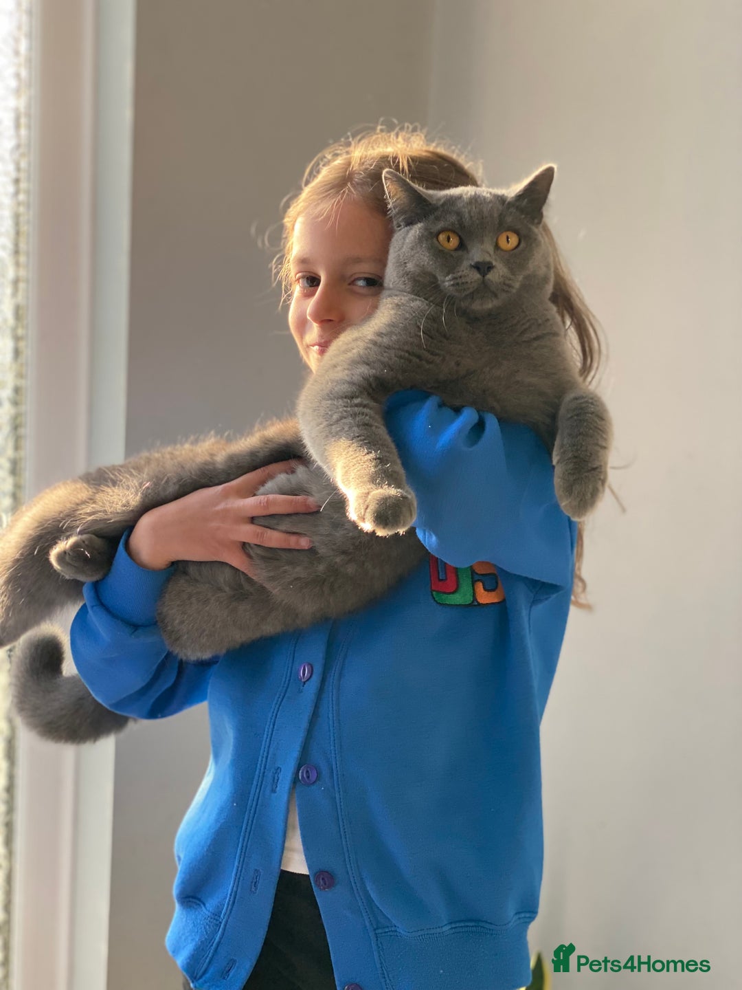 British Shorthair cats for sale: Stunning Rare Pedigree British Shorthair Brothers - Advert 4