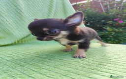 Chihuahua dogs for sale: Amazing Quality Long Coat Chihuahua puppies - Image 32