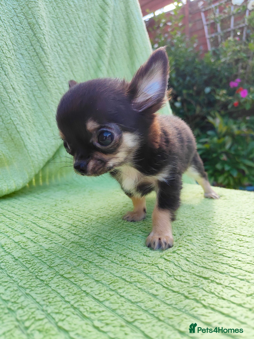 Chihuahua dogs for sale: Amazing Quality Long Coat Chihuahua puppies - Image 32