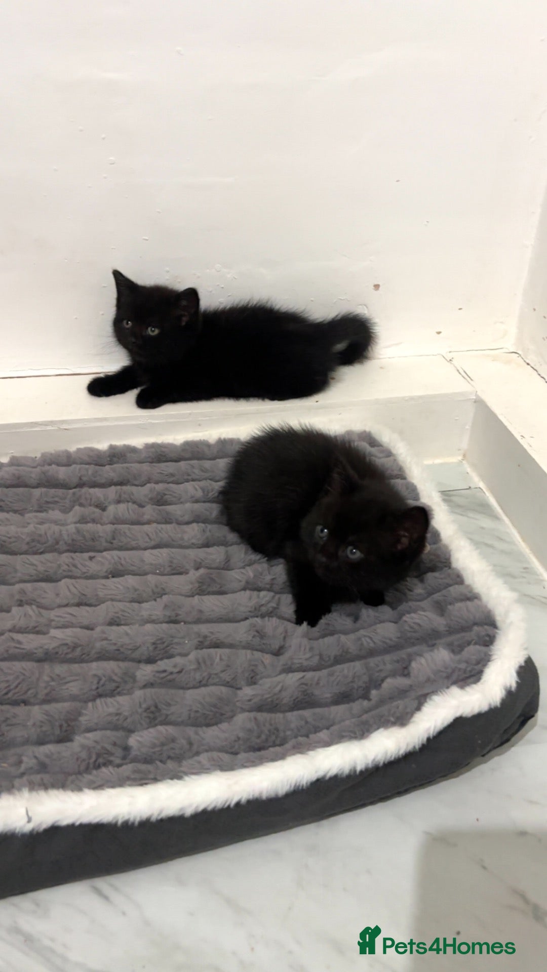 Mixed Breed cats British shorthair x kittens 2 REMAINING  - Advert 16