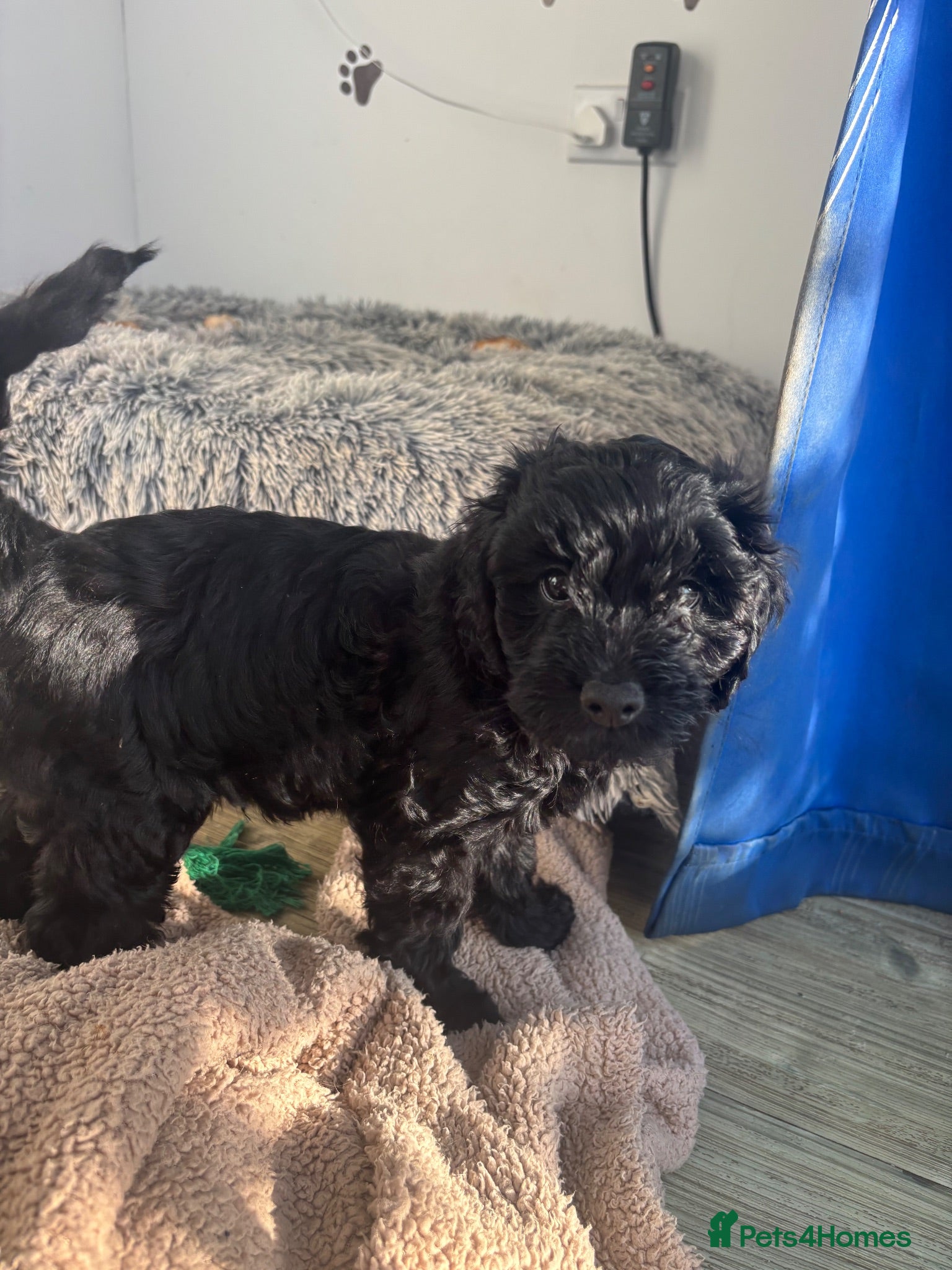 Cavapoo dogs Little Romeo looking for his Juliet!  - Advert 18