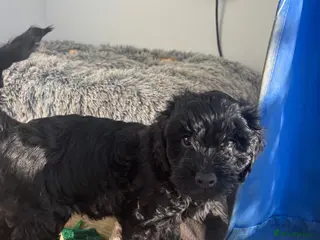 Cavapoo dogs Little Romeo looking for his Juliet! - Advert 18