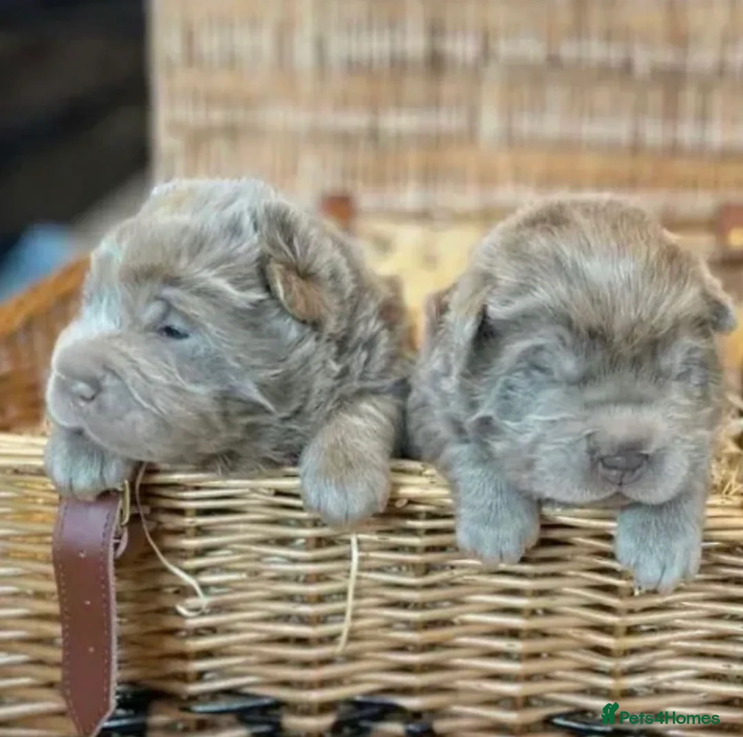 Shar Pei dogs for stud: BEST 🏆 Blue bear & chocolate & tan bear 🐻 in Hornchurch - Advert 18