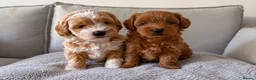 Shihpoo dogs for sale: Two Beautiful Shihpoo Puppies looking for home🏡  - Advert 37