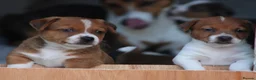 Jack Russell dogs for sale: *** 5 stunning puppies available *** - Advert 15