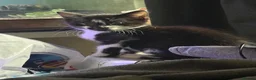 Domestic Shorthair cats for sale: Two beautiful rescue kittens - Advert 10