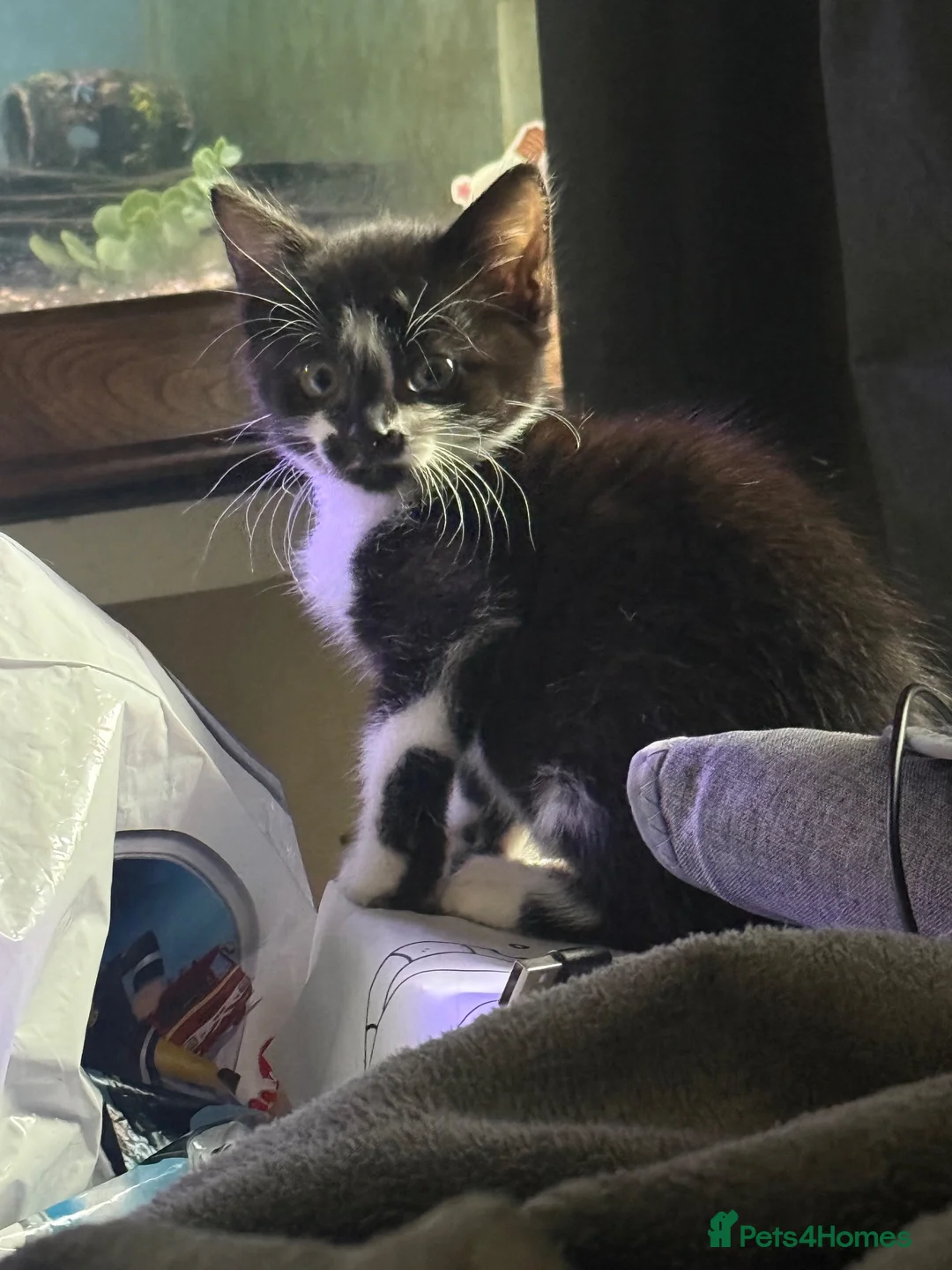 Domestic Shorthair cats for sale: Two beautiful rescue kittens - Advert 10