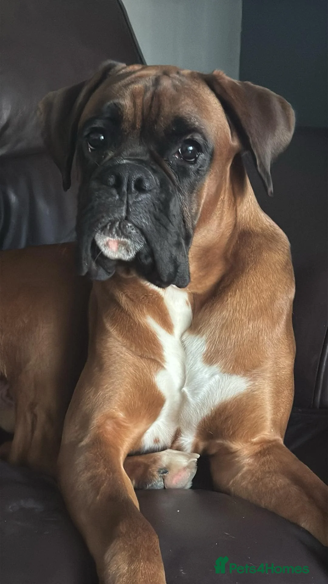 Boxer dogs for stud: 💙 Kc registered proven stud 💙 - Advert 2