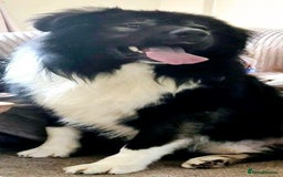 Caucasian Shepherd Dog dogs for sale: Caucasian Shepherd  - Advert 7