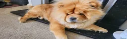 Chow Chow dogs for stud: FOR STUD - Male Chow Chow in Sheffield  - Advert 1