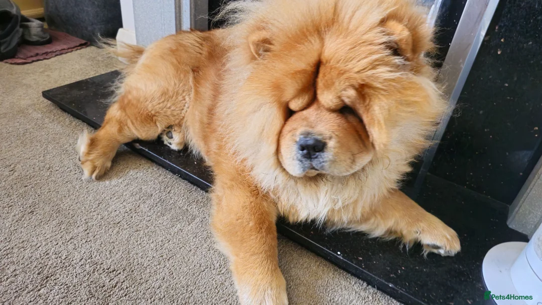 Chow Chow dogs for stud: FOR STUD - Male Chow Chow in Sheffield  - Advert 1