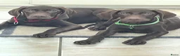 German Shorthaired Pointer dogs for sale: Stunning boy and girls  - Advert 7