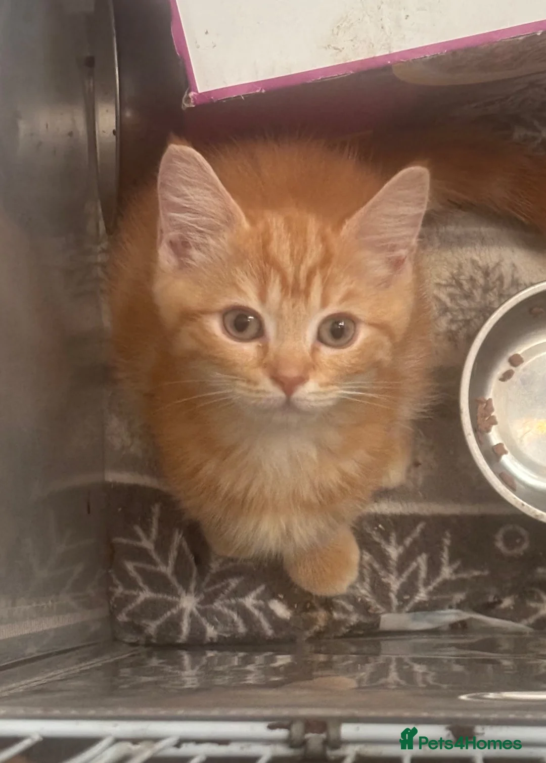Mixed Breed cats for sale: Ragdoll/persian X Scottish fold  - Advert 1