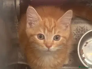 Mixed Breed cats Ragdoll/persian X Scottish fold - Advert 2