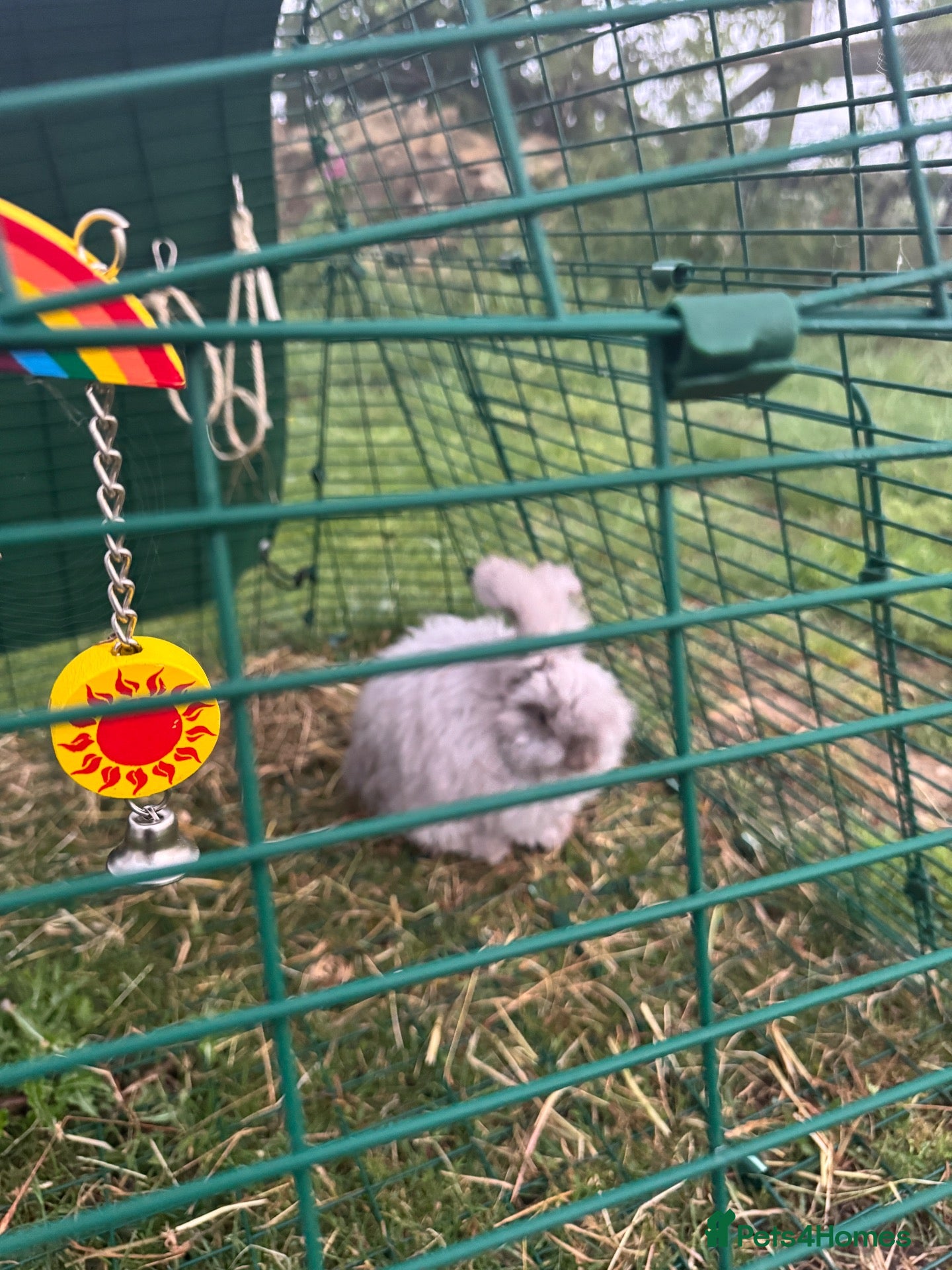 Angora rabbits Male Angora Rabbit  - Advert 2